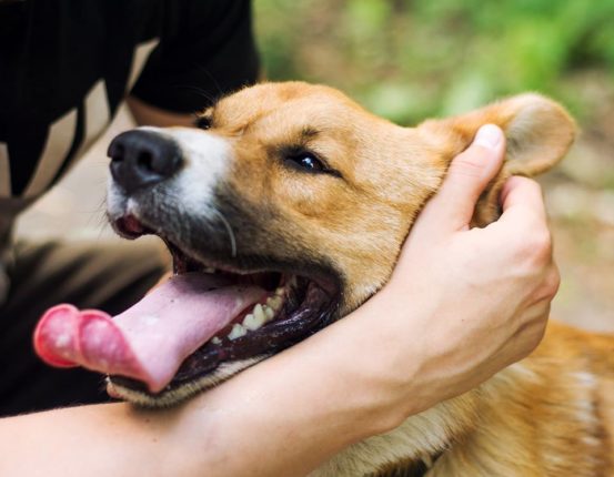 Pies do adopcji - Przytulisko Pionki - Fundacja PTOnZ