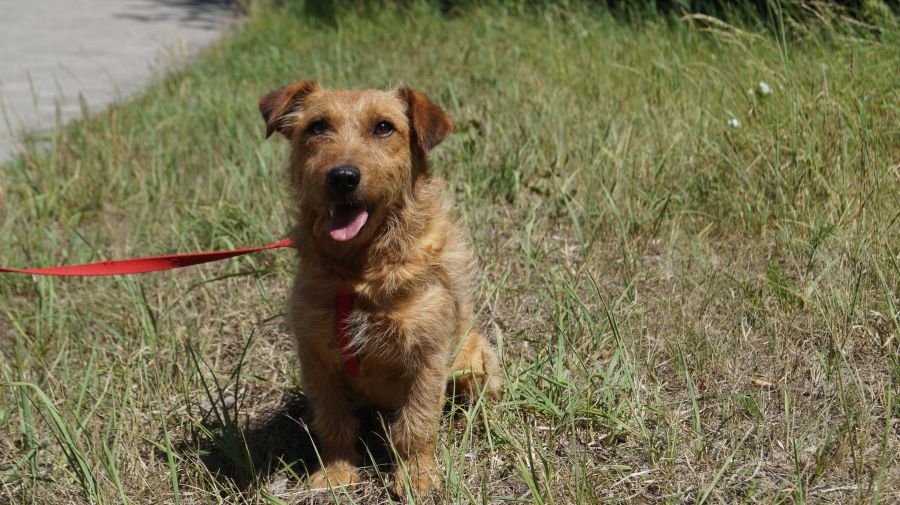 Olek - pies do adopcji