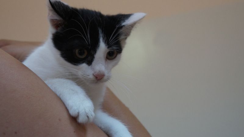 Koteczka do adopcji GABI - Gabi to 6 miesięczna koteczka do adopcji