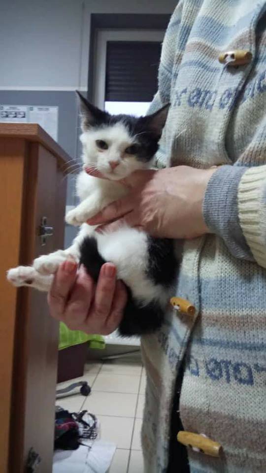 Kociczka do Adopcji Warszawa DRASKA
