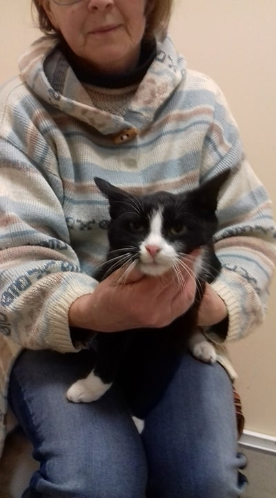 Kot Do Adopcji Warszawa Agatka