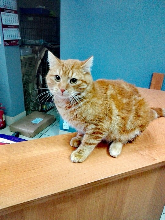 Kot Do Adopcji Warszawa Rudolf