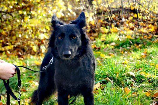 Psy do adopcji Warszawa Maxi, adoptuj: 606-854-980