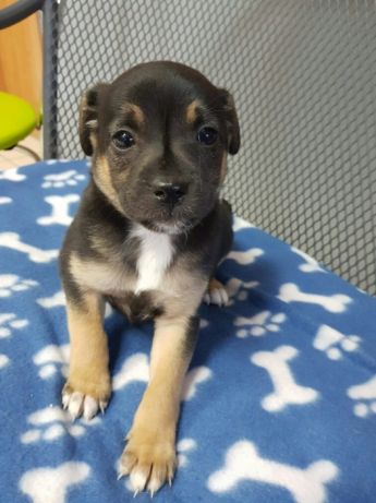 HOLIA ma 7 tygodni - szczeniak Do Adopcji