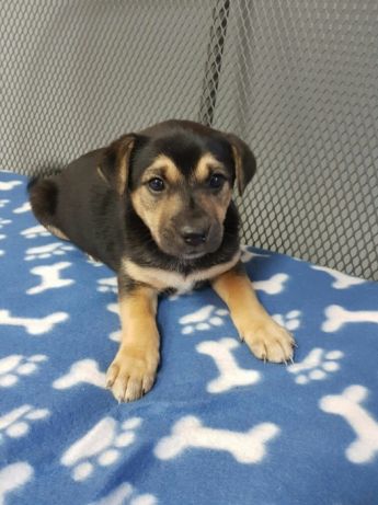 Szczeniak do adopcji JAGA