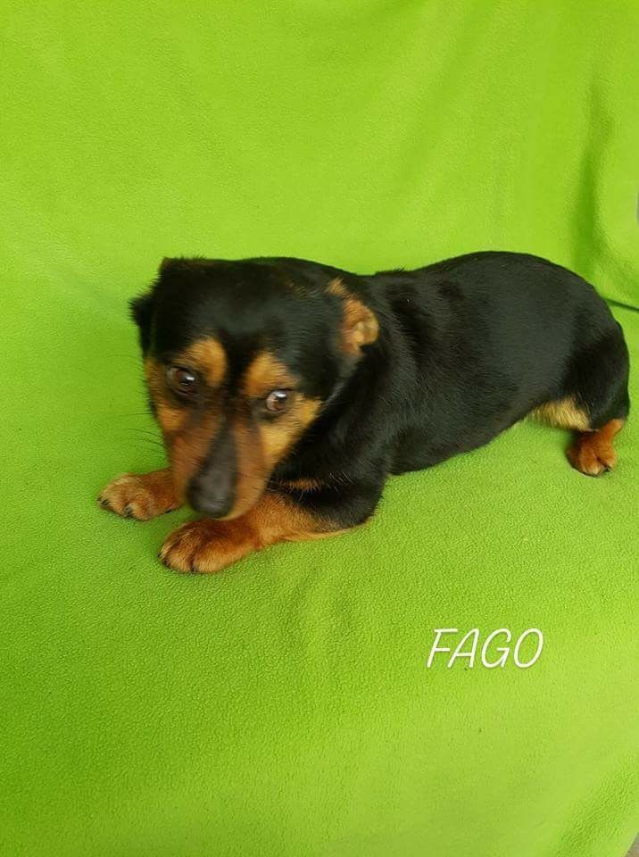 Pies Do Adopcji Warszawa Mazowieckie FAGO