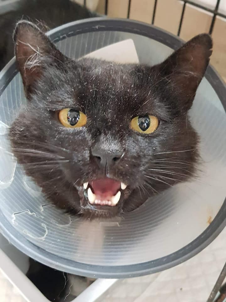 Kot Do Adopcji KLARENS