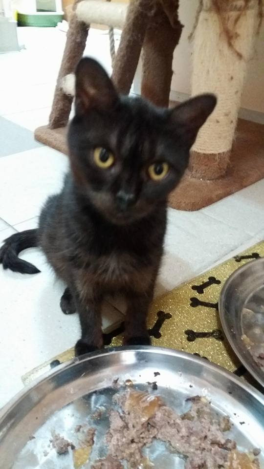Kotka do Adopcji OLA