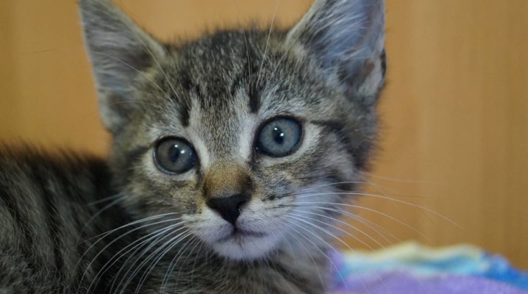 Kot Do Adopcji Filipek Mazowieckie