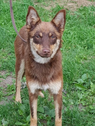 Pies Do Adopcji FIODOR