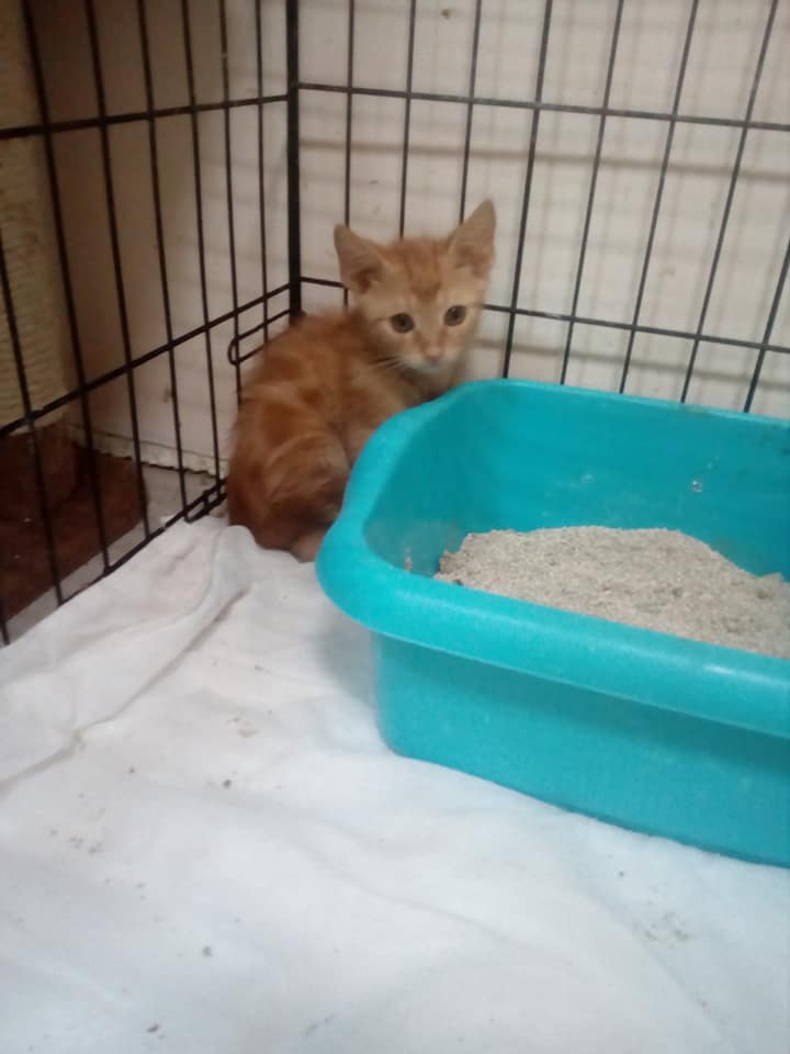 Kot Do Adopcji Warszawa