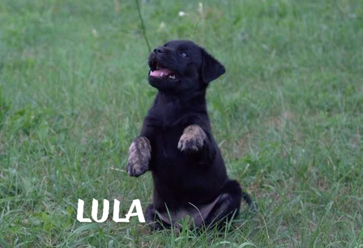 szczeniak do adopcji LULA