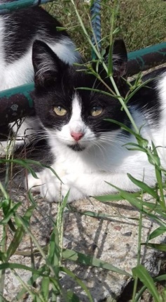 Kot do Adopcji NIUNIA