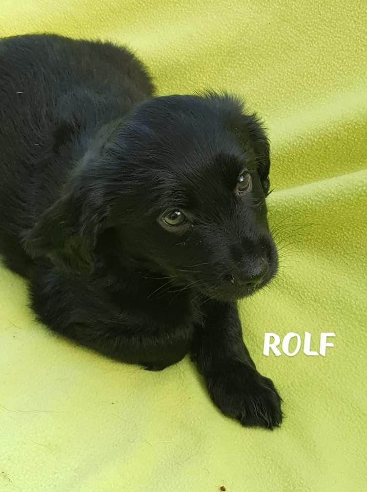 Szczeniak do Adopcji ROLF